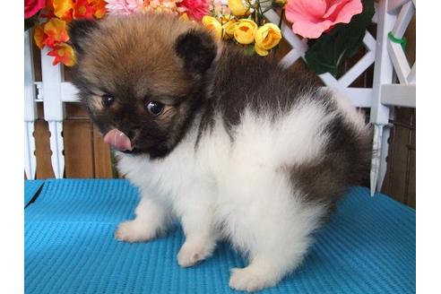 成約済の三重県のポメラニアン-13806の3枚目